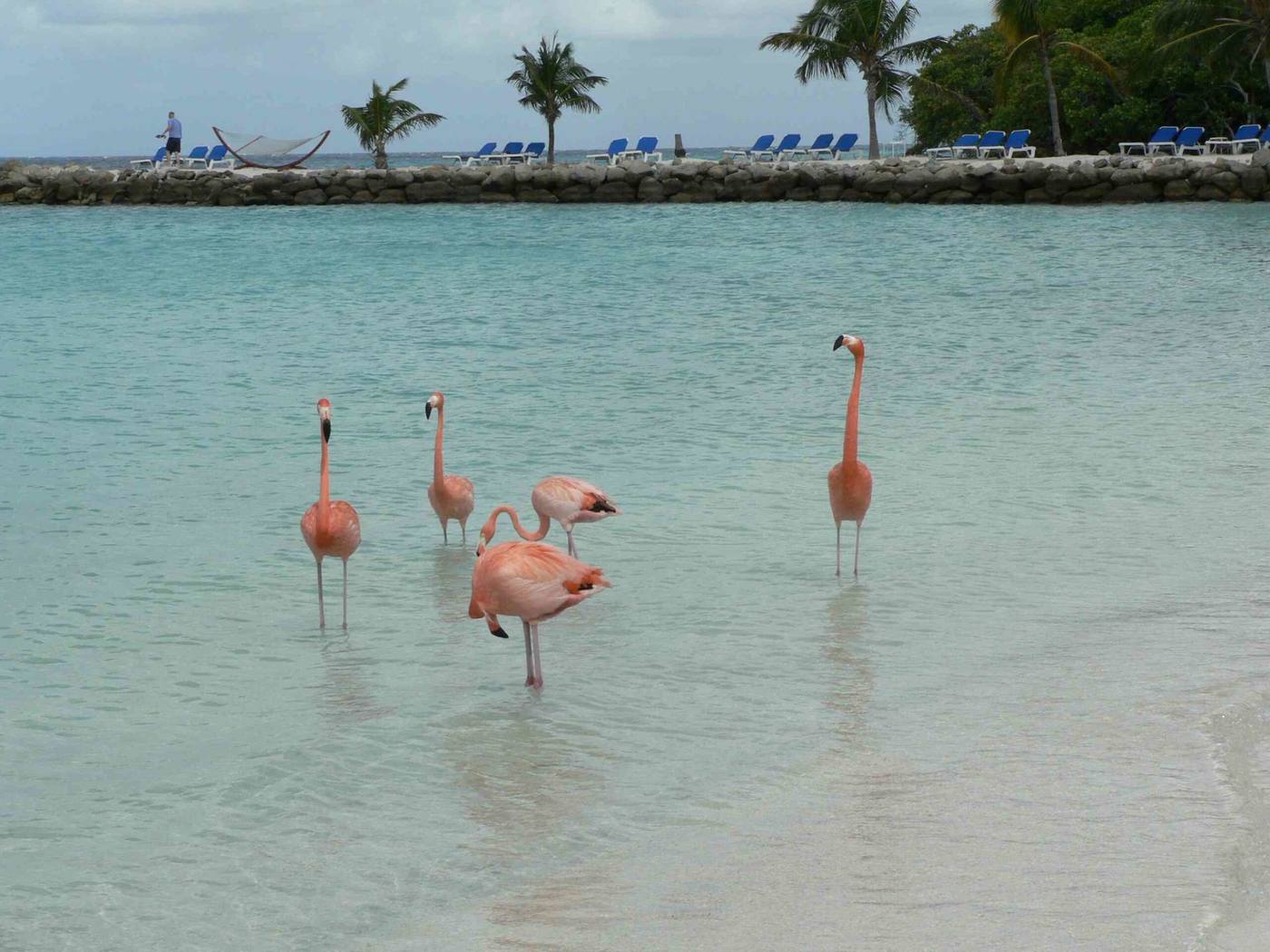 Pink flamingos wading in the clear waters of Aruba